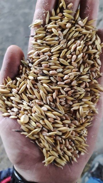 Zboze mieszanka owies pszenica transport cały kraj