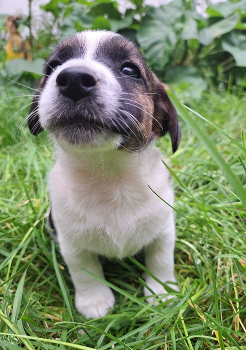 Jack Russell Terrier suczka rodowód
