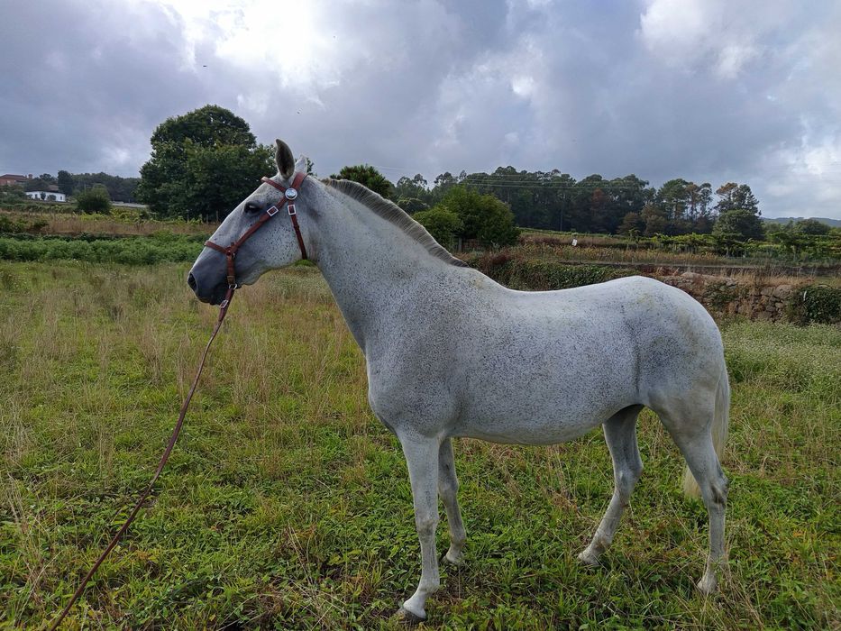 Égua lusitana pontuada