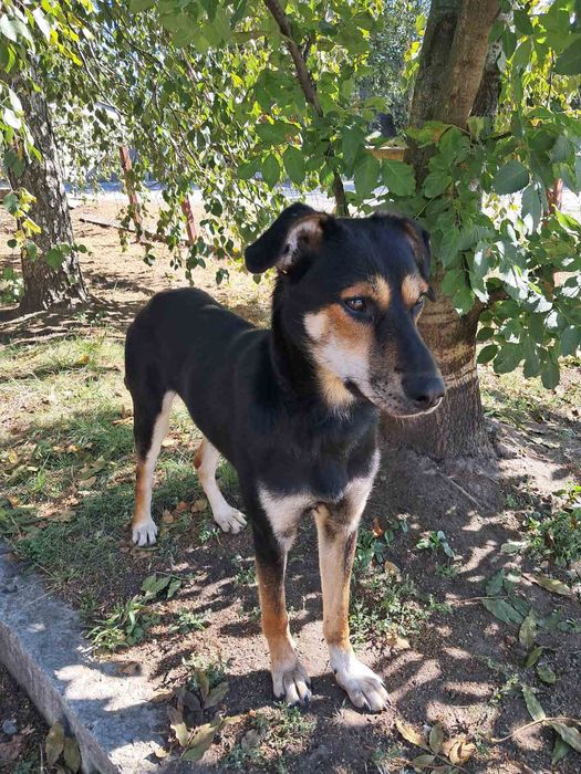 Пропала собака  Днепр.