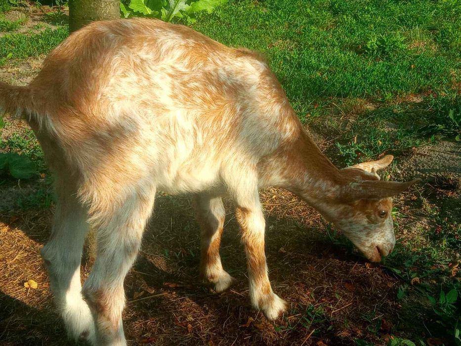 Козел для парування ваших кізочок