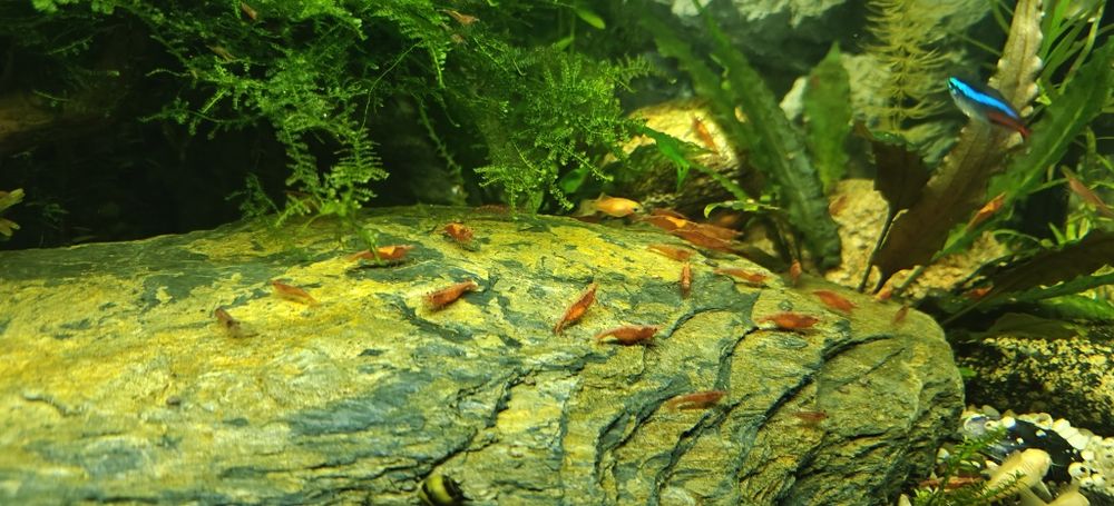Krewetki Red Cherry