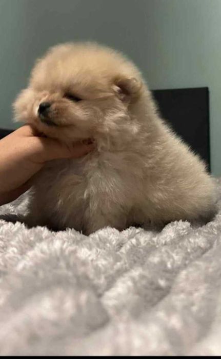 Okazja!!! Szpic miniaturowy do rezerwacji