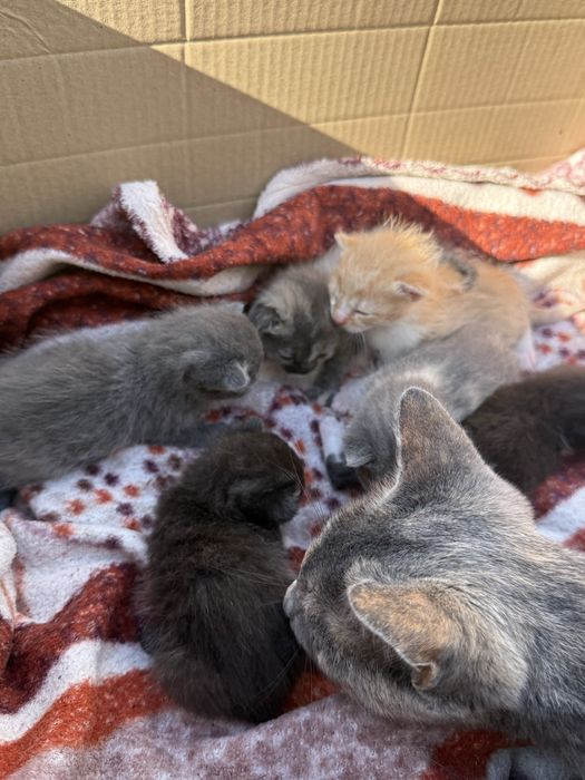 Віддаю котиків в добрі руки