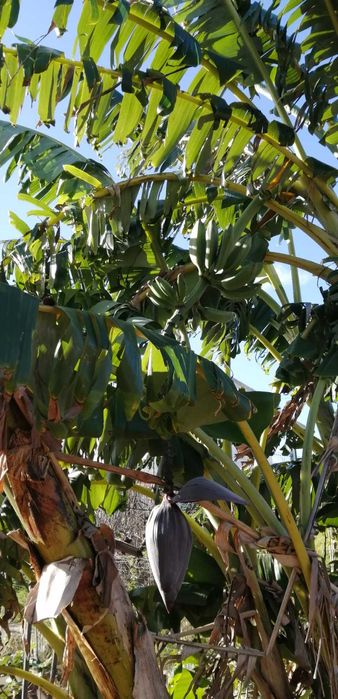 Bananeiras que produzem em Portugal Continental