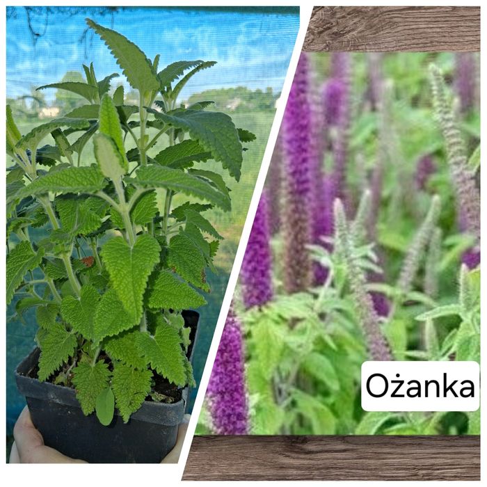 Ożanka kaukaska wieloletnia