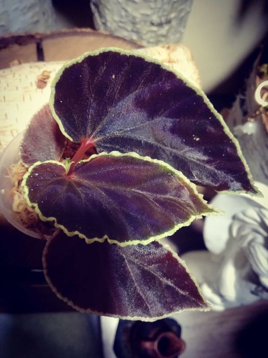 Begonia Darthvaderiana RZADKOŚĆ kolekcjonerska nie variegata monstera filodendron