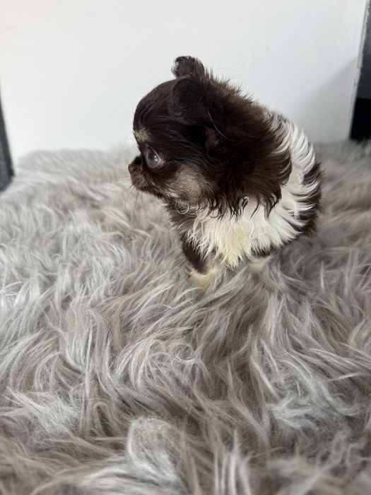 “MENINA“ Chihuahua “MINI” de bolsa , pêlo longo