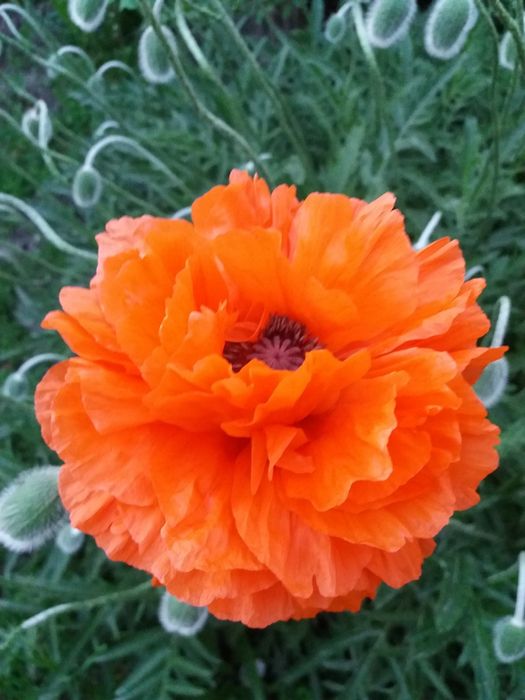 Багаторічні квіти