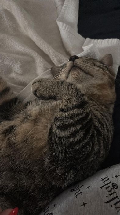 Gato macho para adoção