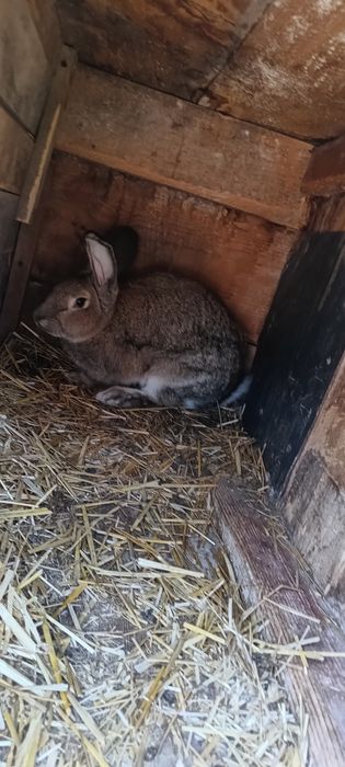 Samce do rozpłodu króliki