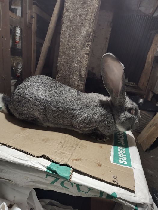 Olbrzym belgijski SZYNSZYLOWY