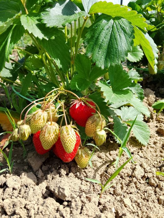 1 szt - 1 zł  Sadzonki truskawek