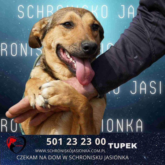 Tupek szuka domu -schronisko Jasionka -aktualne