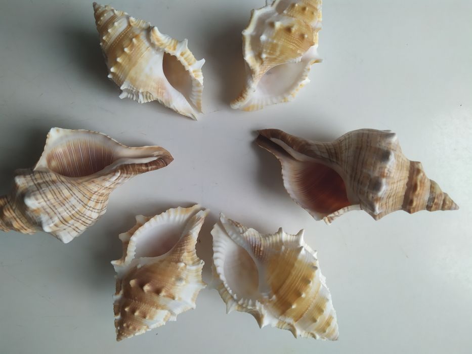 Ракушки морские.