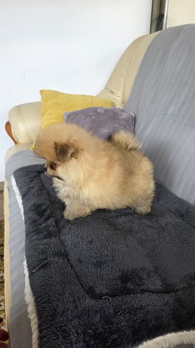 Spitz Alemão miniatura