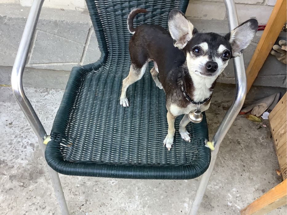 Вязка —   той терьеров, чихуахуашек.г. Измаил