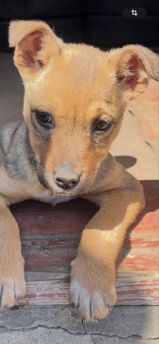 Віддам в добрі руки собачку