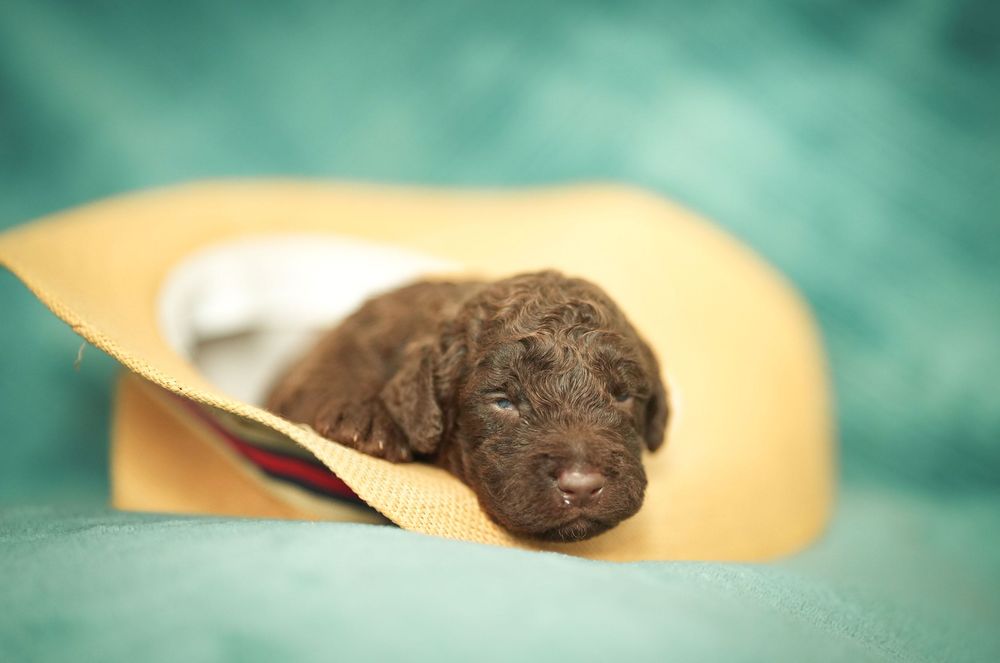 Hiszpański Pies Dowodny - brązowa suczka
