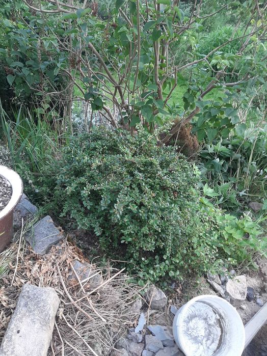 Dojrzdly krzew berberysa