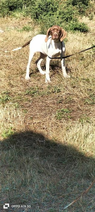 braco alemão menina