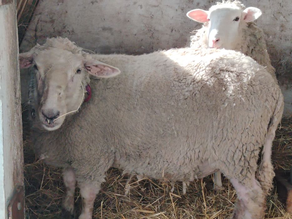 Owce      owieczka biała