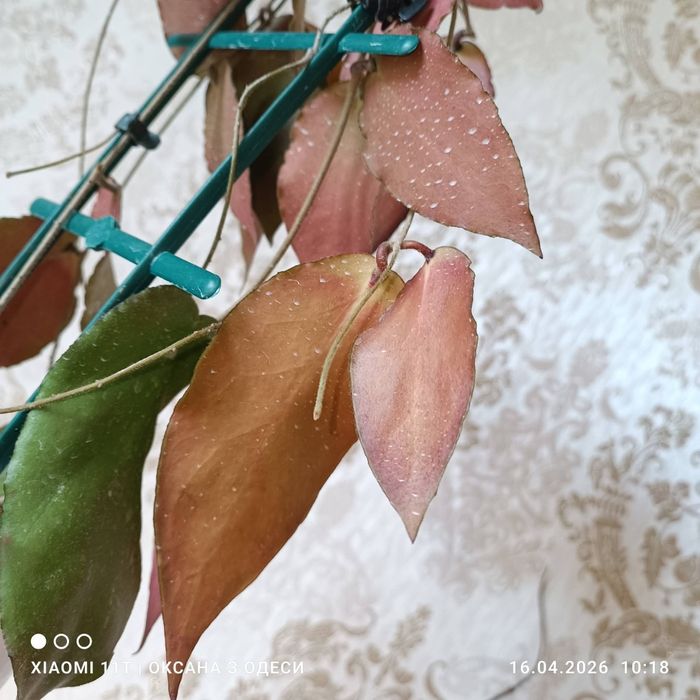 Hoya caudata big green leaves