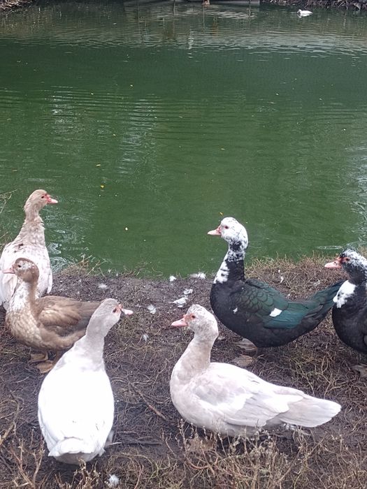 Продам Індокачок