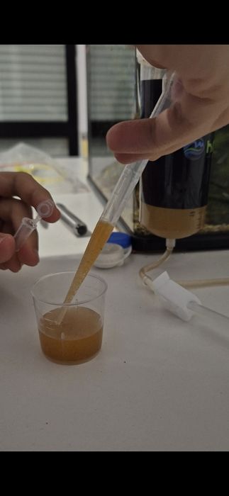 Ovos (cistos) de artémia por eclodir / eclodidos