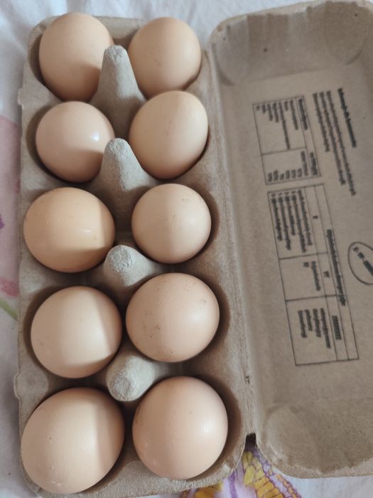 Sprzedam świeże jaja