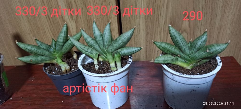 Бандед Нельсон санса і інші