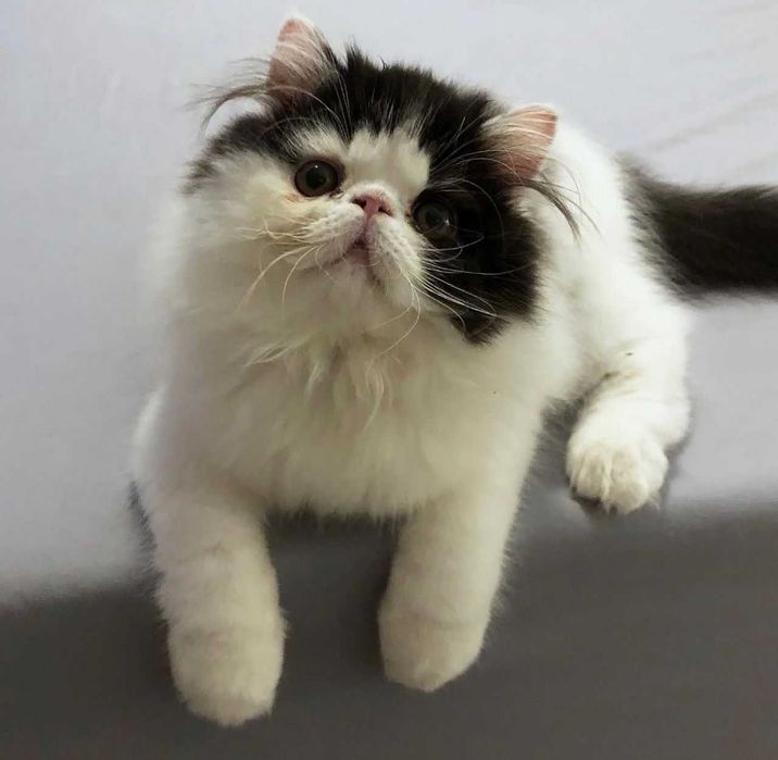 Lindo Gatinho Persa