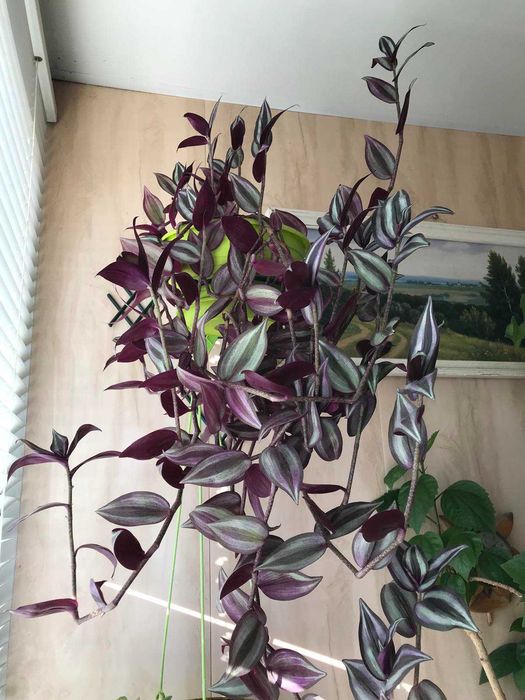 Порно сайтының браузері