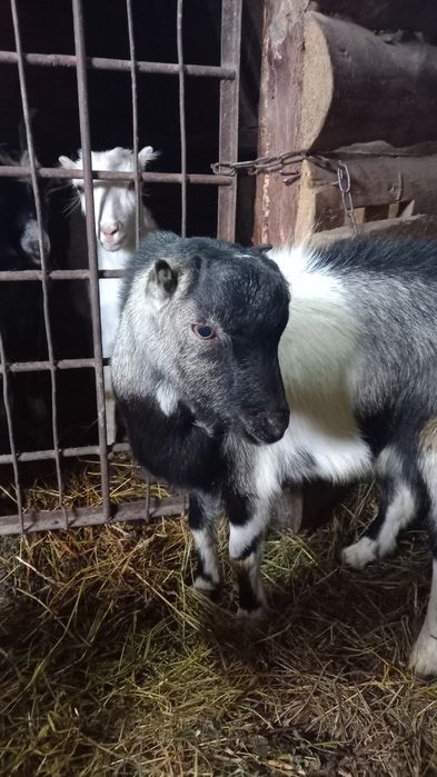 Козлик на плем'я