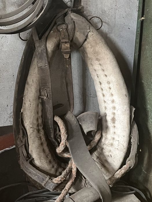 Uprząż konna,  chomąto