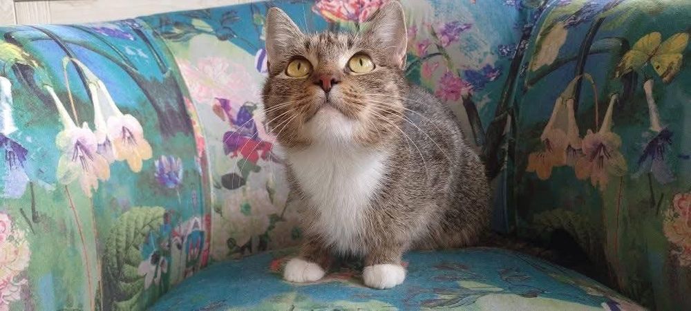 Urocza Miranda szuka domu! (FIV+)