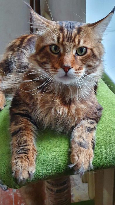 Мейн кун вязка Мейн- кун