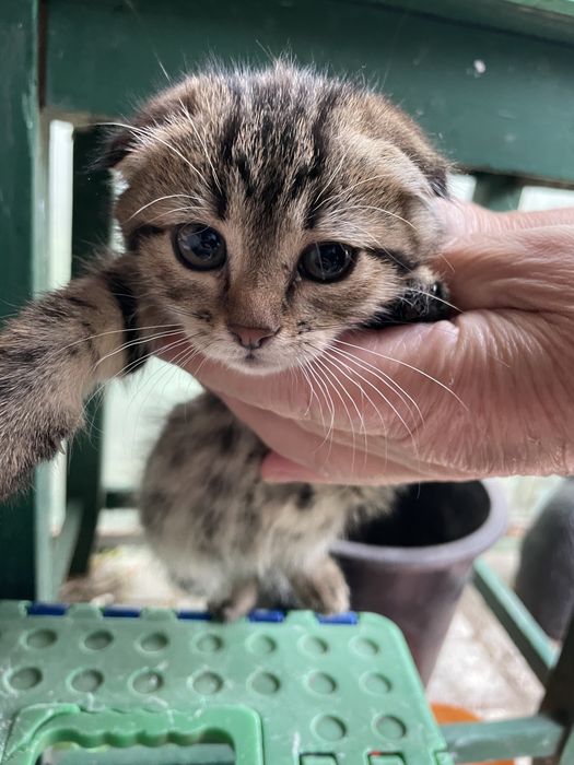 Отдам четыре котенка 2 вислоухих