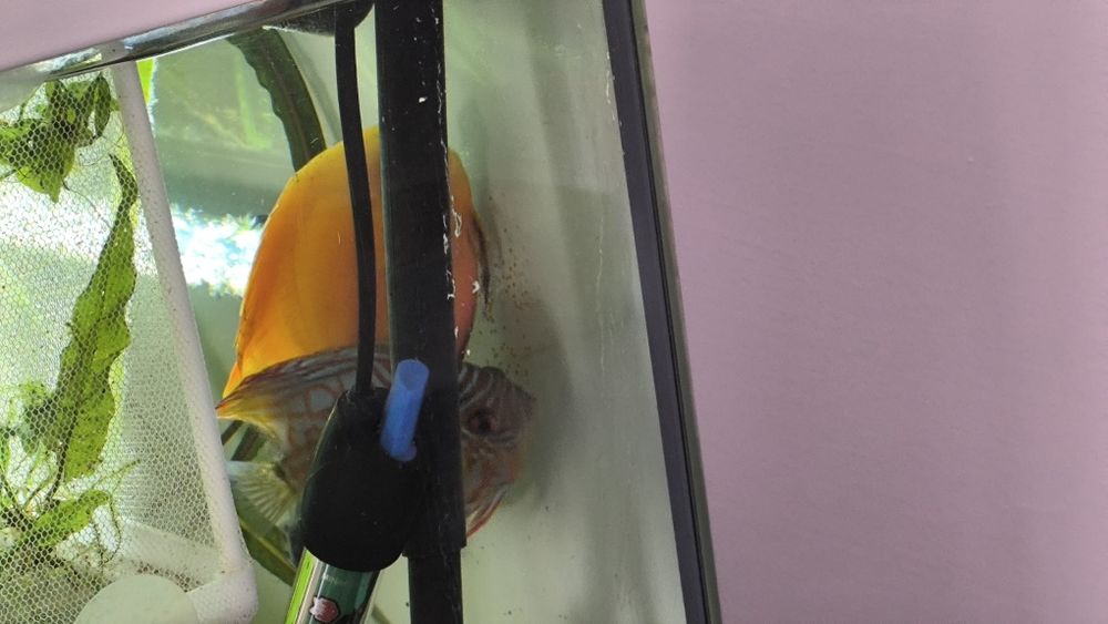 Casal jovem de Discus