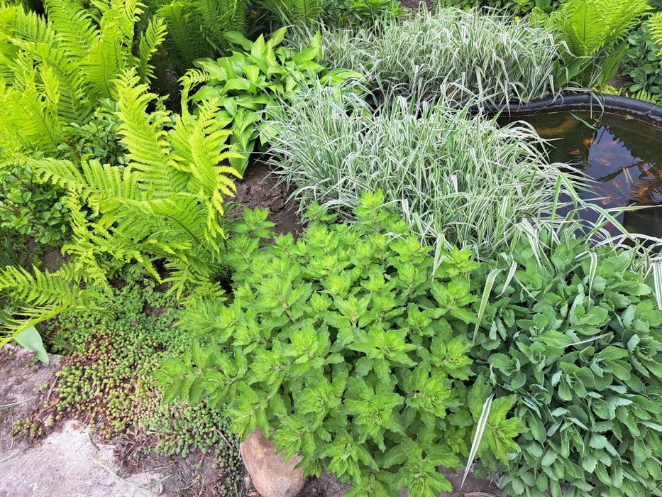 Квіти, багаторічники, 8 різних на 160грн!