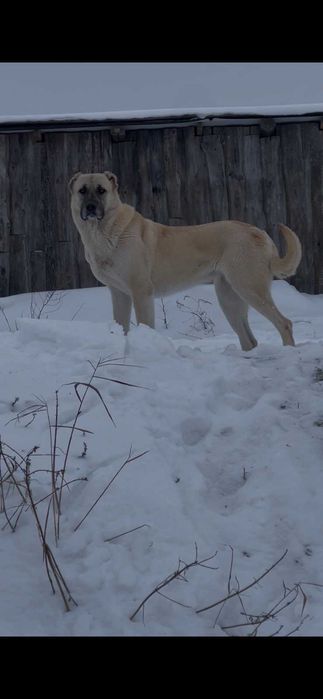 Продам Кангал дівчинка