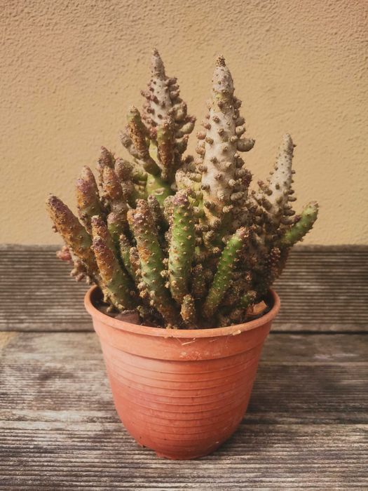 Vaso com vários cactos