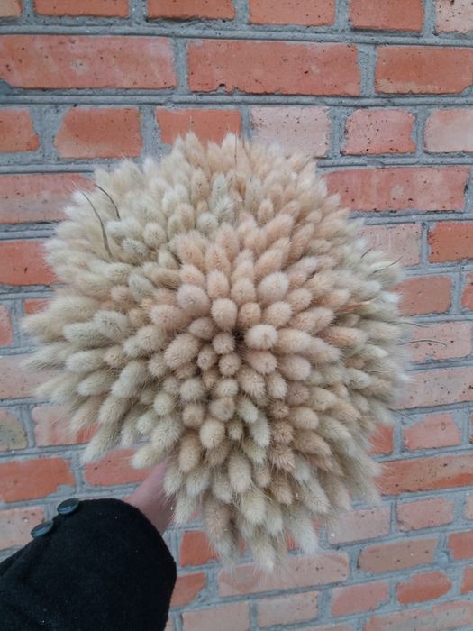 Зайцехвост/сухоцветы/лагурус/флористика/декор/интерьер