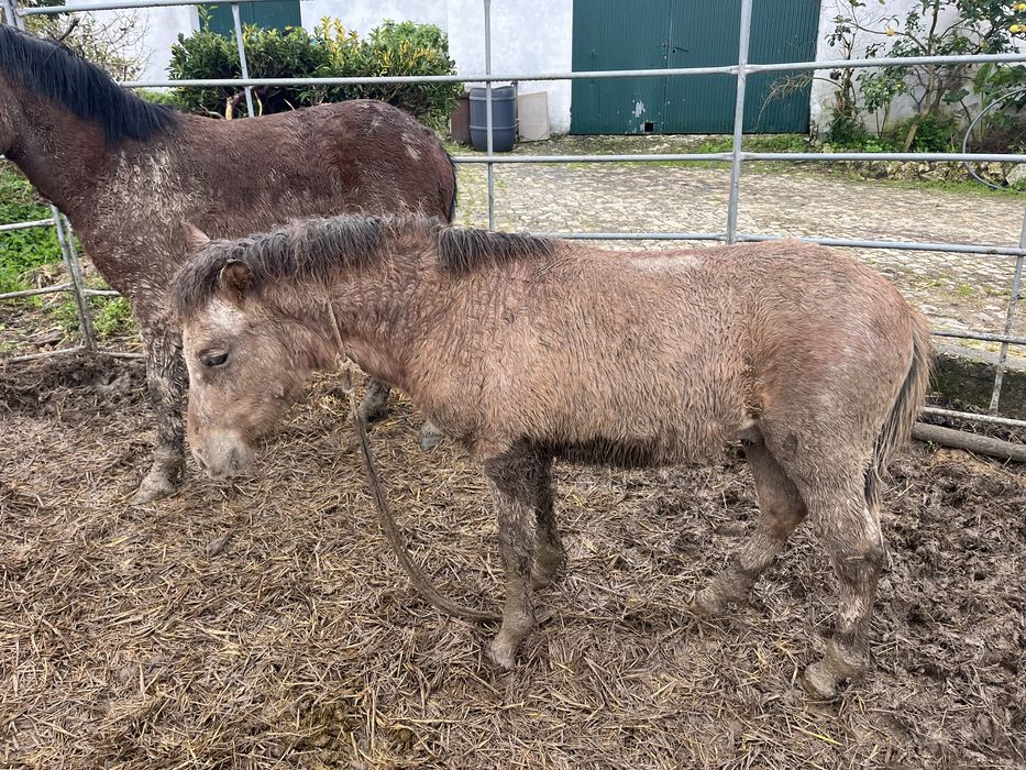 Vendo ponei macho 8 meses
