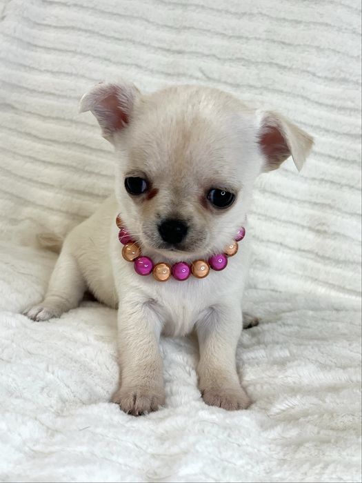 Chihuahua Femea  Pelo Curto