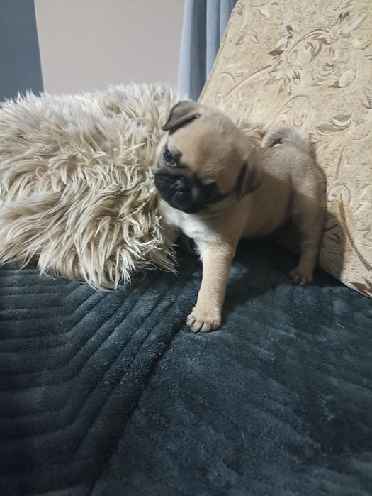 Sprzedam piękną sunie Mopsa