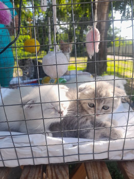 Котята   шотладские вислоухие