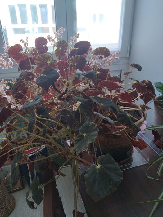 Aloé vera e begónia