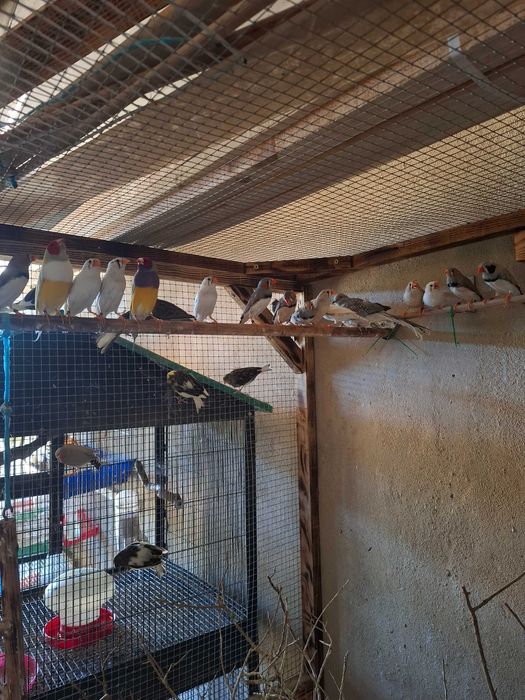 Animais para voarem para outras quintas