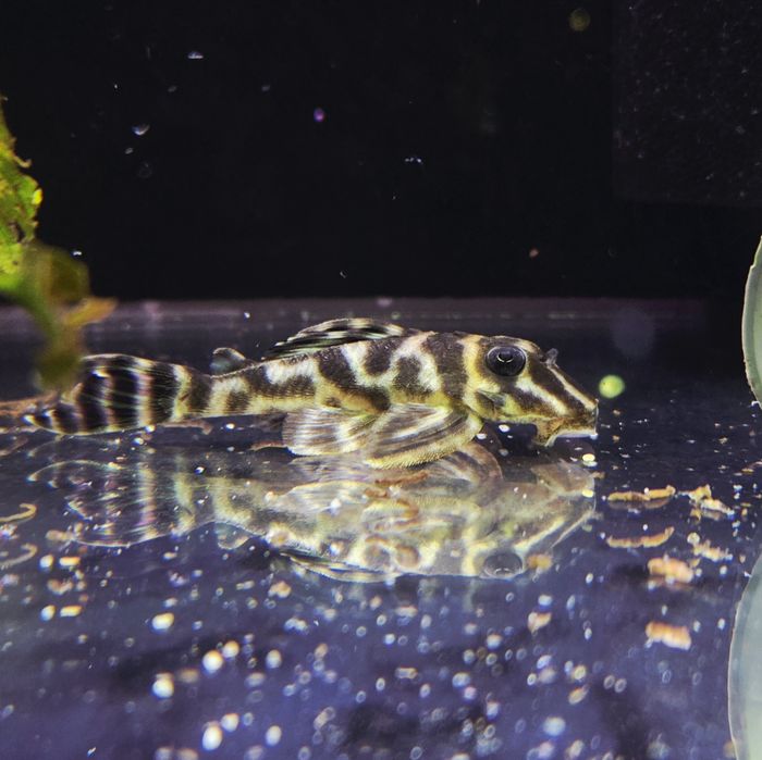Zbrojnik Hypancistrus sp. L199 (glonojad)